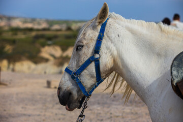 Portrait of a white horse in a blue brindle on blur background. Close-up of head of a resting horse with eyes closed