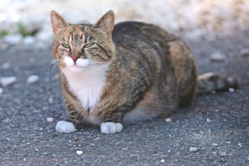 Cute stray cat sunbathing at the backyard.