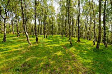A wide avenue between the silver birch trees in Bole Hill quarry near Hope in Derbyshire.