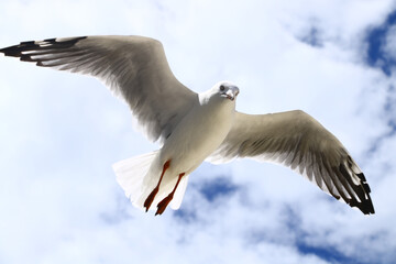 front face of flying seagull