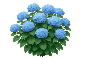 Obraz premium Vibrant blue hydrangea blooming with lush green foliage, floating against transparent background, ideal for graphic design needs