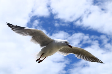 seagull flying in the sky