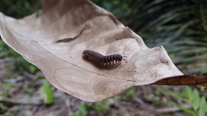Myriapoda, Centipedes, Millipedes, Diplopoda, Polydesmida, Epanerchodus, Coromus vittatus vittatus....