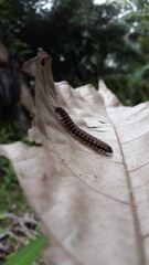 Myriapoda, Centipedes, Millipedes, Diplopoda, Polydesmida, Epanerchodus, Coromus vittatus vittatus. Shot in a tropical rainforest