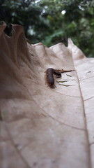 Myriapoda, Centipedes, Millipedes, Diplopoda, Polydesmida, Epanerchodus, Coromus vittatus vittatus....
