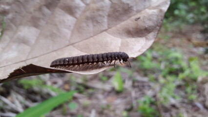 Myriapoda, Centipedes, Millipedes, Diplopoda, Polydesmida, Epanerchodus, Coromus vittatus vittatus. Shot in forest.