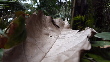 Spirostreptus giganteus, Perfect for documentaries in tropical rainforests and World Environment...