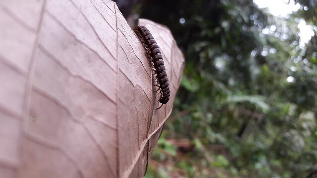 Spirostreptus giganteus, Shot in jungle. Polydesmida, Epanerchodus, Coromus vittatus vittatus. Perfect for documentaries in tropical rainforests and World Wildlife Conservation Day on December 4th.