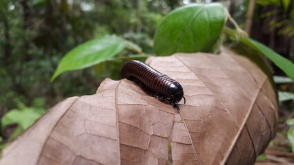 The goliath millipede (Neoarchispirostreptus americana), also known as the giant American millipde....