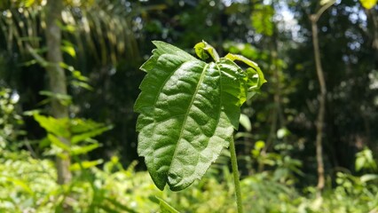 Fresh leaves wallpaper. Shot in forest. Textured leaf background. fresh green beans. close up of green peas