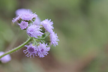 A violet-colored flower blooms gracefully in the mountain area, adding a touch of beauty to the...
