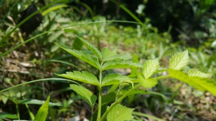 Rubus rosifolius leaves background. West Indian Raspberry, Ola'a, Roseleaf Raspberry, Rose-leaf Bramble. Perfect for a documentary on tropical rainforests and World Environment Day on June 5th.