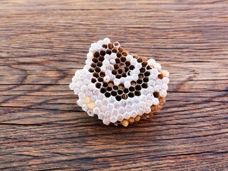 Inside of a wasp nest with some wasp larvae and pupae.