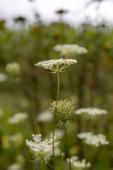 lose-up of a blooming Queen Anne’s Lace flower in a summer meadow, with a soft blurred background and delicate white petals in focus.