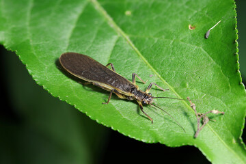 広葉樹の葉にキベリトウゴウカワゲラ成虫（トウゴウカワゲラ・自然環境下昆虫類ストロボマクロ撮影）