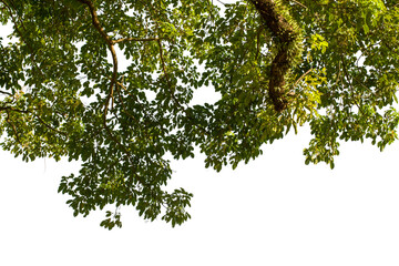 Tropical green leaves on white background