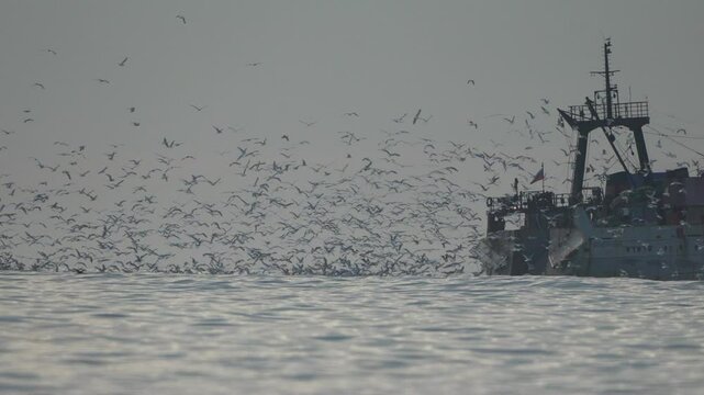 Fishing Boat Birds Ocean: Coastal Fishing, Seabirds Feeding, Fishing Activity.