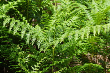 Close up Pteridium aquilinum, bracken, brake, pasture brake, common bracken, eagle fern. Family...
