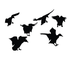flying duck silhouette, mallard flying duck vector illustration