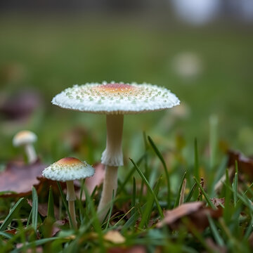 Shallow depth of field chlorophyllum molybdites or green-spored parasol and vomiter growing in the grass field. (Poisonous mushroom)