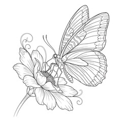 Fototapeta premium Butterfly on Cosmos Flower Line Art Drawing Black and White Illustration