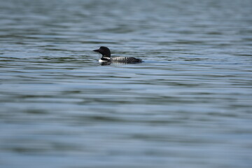 Parc Mauricie - 21 Juin 2025