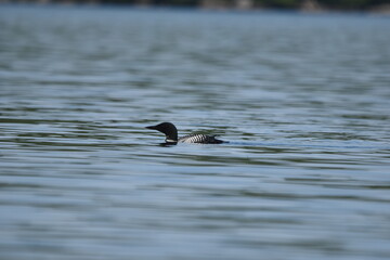Parc Mauricie - 21 Juin 2025