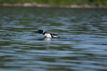 Parc Mauricie - 21 Juin 2025