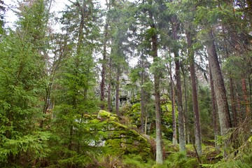 trees in the forest, steinwald, upper palatinate 