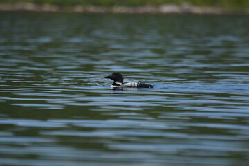 Parc Mauricie - 21 Juin 2025