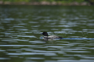 Parc Mauricie - 21 Juin 2025