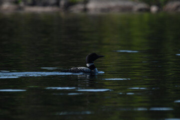Parc Mauricie - 21 Juin 2025