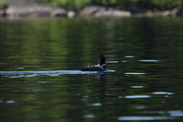 Parc Mauricie - 21 Juin 2025