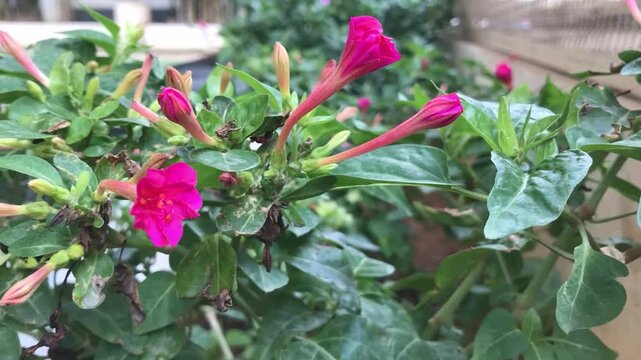 Time-lapse photography 4pm flower,Mirabilis jalapa.