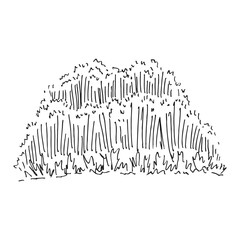 Tall grass greenery. Hand drawn vector illustration.