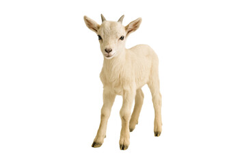Adorable baby goat standing on a white background. High-quality stock photo, perfect for designs requiring cuteness, purity, and innocence. Ideal for print, social media, and projects, agriculture