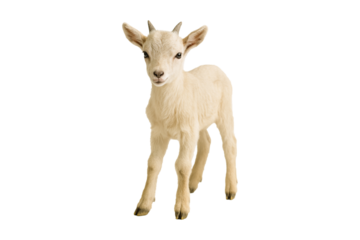 Adorable baby goat standing on a white background. High-quality stock photo, perfect for designs requiring cuteness, purity, and innocence. Ideal for print, social media, and projects, agriculture