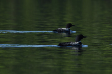 Parc Mauricie - 21 Juin 2025