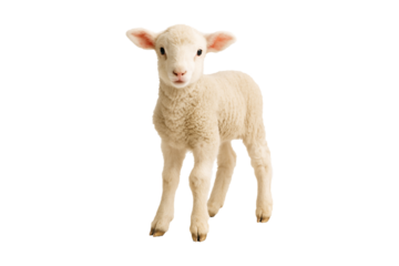 Cute white fluffy lamb with big round eyes, expressing innocence and tenderness, standing out against a isolated on white background. Perfect for designs convey softness, new beginnings, clipping path