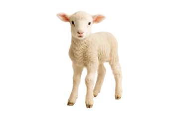 Fototapete Schafe Cute white fluffy lamb with big round eyes, expressing innocence and tenderness, standing out against a isolated on white background. Perfect for designs convey softness, new beginnings, clipping path  © MJ iceberg