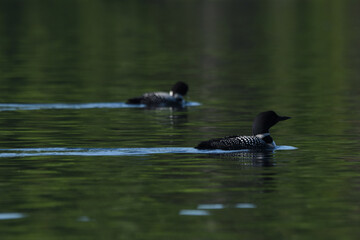 Parc Mauricie - 21 Juin 2025