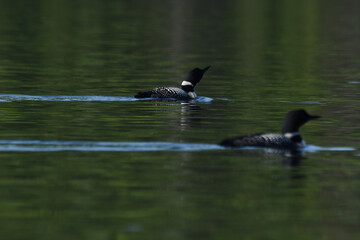 Fototapeta premium Parc Mauricie - 21 Juin 2025