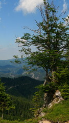 Blick ins Tal, Gemeindealpe 