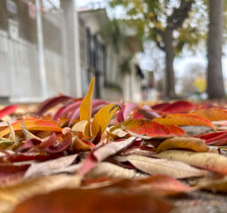 Low-angle close-up of colorful autumn leaves scattered on a quiet street, with blurred trees and...