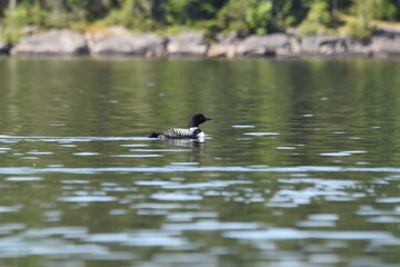 Parc Mauricie - 21 Juin 2025