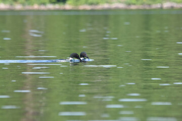 Parc Mauricie - 21 Juin 2025