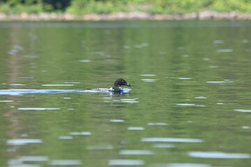 Parc Mauricie - 21 Juin 2025