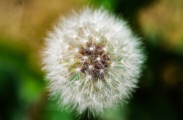 Obraz premium dandelion seed head