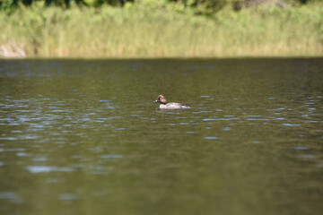 Parc Mauricie - 21 Juin 2025