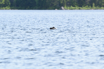 Obraz premium Parc Mauricie - 21 Juin 2025